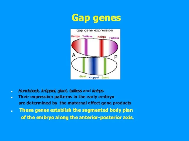 Gap genes Hunchback, krüppel, giant, tailless and knirps. Their expression patterns in
