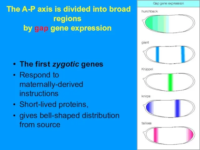 The A-P axis is divided into broad regions by gap gene expression