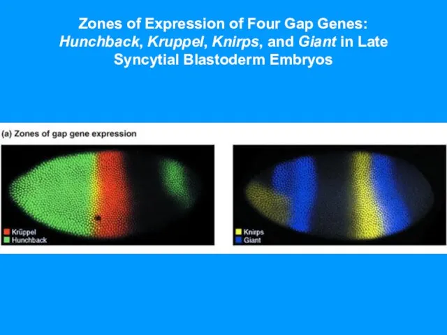 Zones of Expression of Four Gap Genes: Hunchback, Kruppel, Knirps, and Giant