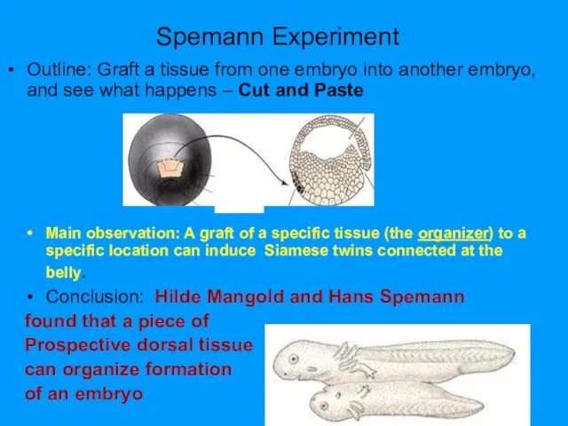 Spemann Experiment Outline: Graft a tissue from one embryo into another embryo,