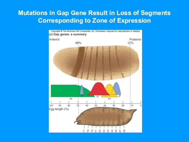Mutations in Gap Gene Result in Loss of Segments Corresponding to Zone of Expression