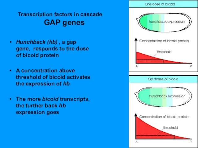 Transcription factors in cascade GAP genes Hunchback (hb) , a gap gene,