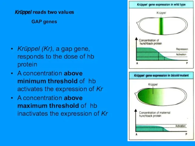 Krüppel reads two values Krüppel (Kr), a gap gene, responds to the
