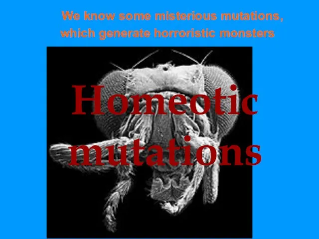 Homeotic mutations We know some misterious mutations, which generate horroristic monsters