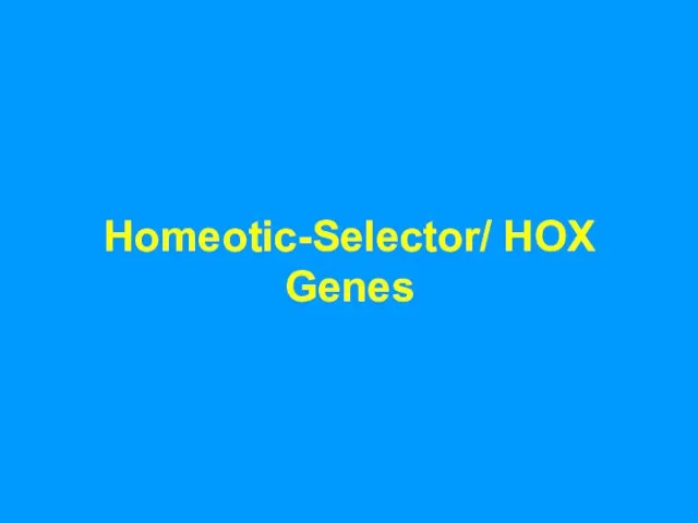 Homeotic-Selector/ HOX Genes