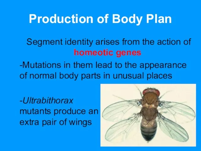 Production of Body Plan Segment identity arises from the action of homeotic