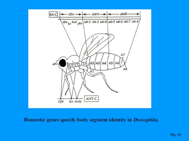 Homeotic genes specify body segment identity in Drosophila. Fig. 14