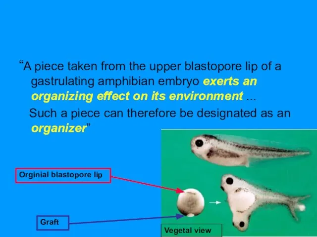 “A piece taken from the upper blastopore lip of a gastrulating amphibian