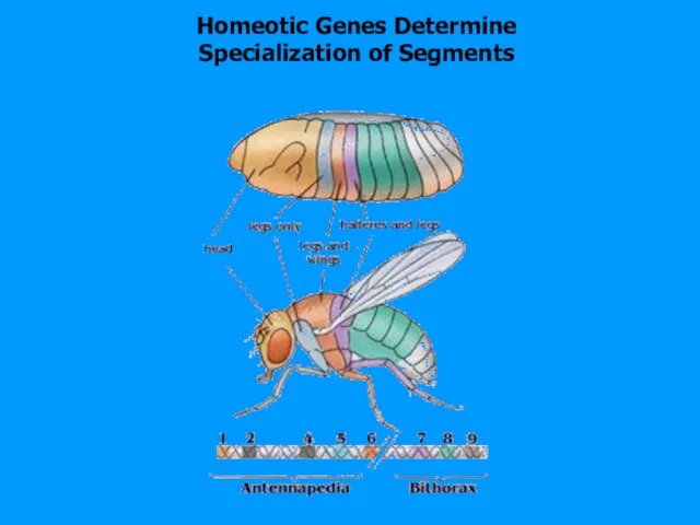 Homeotic Genes Determine Specialization of Segments