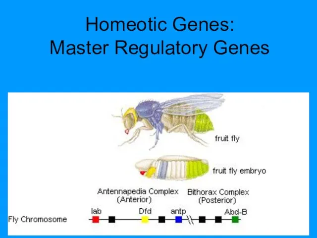 Homeotic Genes: Master Regulatory Genes
