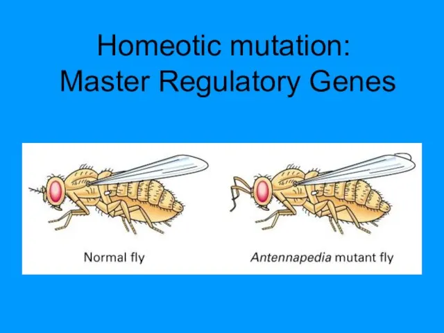 Homeotic mutation: Master Regulatory Genes