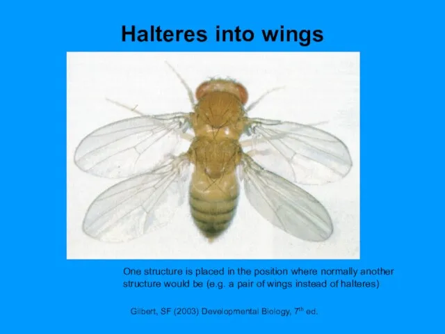 Halteres into wings Gilbert, SF (2003) Developmental Biology, 7th ed. One structure