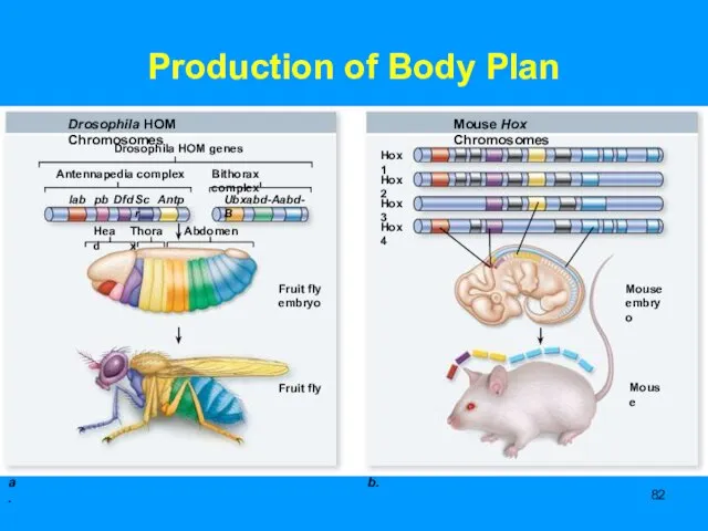 Production of Body Plan