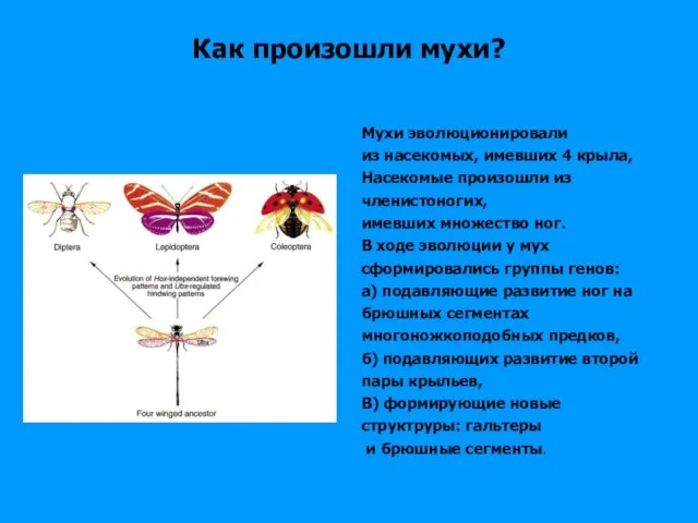 Как произошли мухи? Мухи эволюционировали из насекомых, имевших 4 крыла, Насекомые произошли