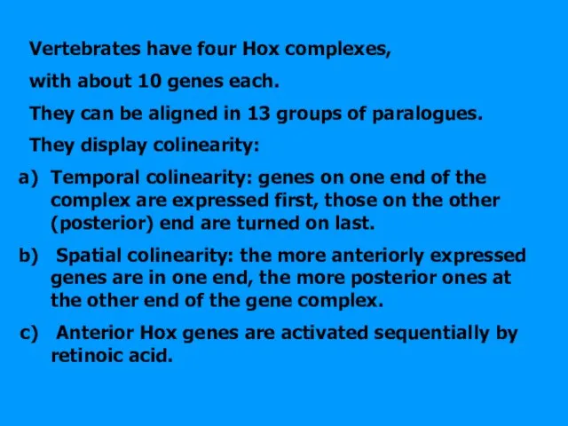 Vertebrates have four Hox complexes, with about 10 genes each. They can