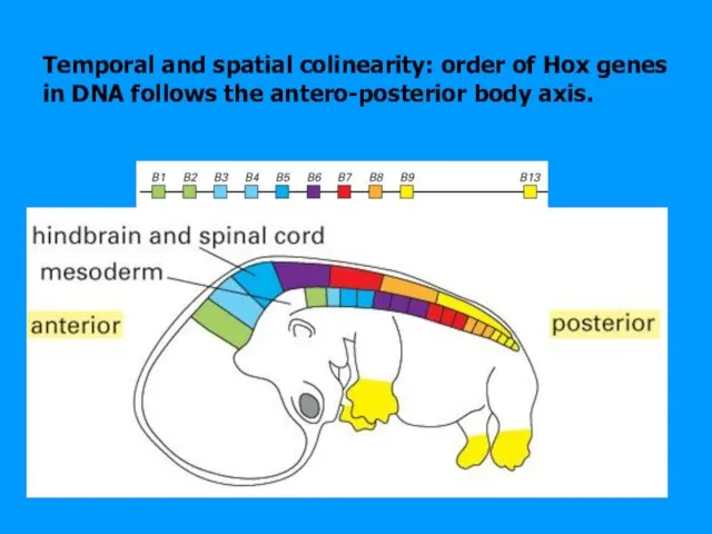 Temporal and spatial colinearity: order of Hox genes in DNA follows the antero-posterior body axis.