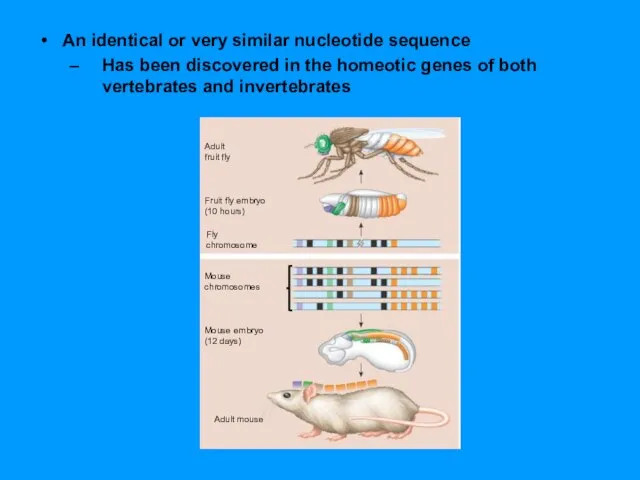 An identical or very similar nucleotide sequence Has been discovered in the