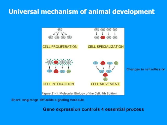 Universal mechanism of animal development Gene expression controls 4 essential process Short-