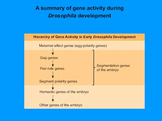 A summary of gene activity during Drosophila development