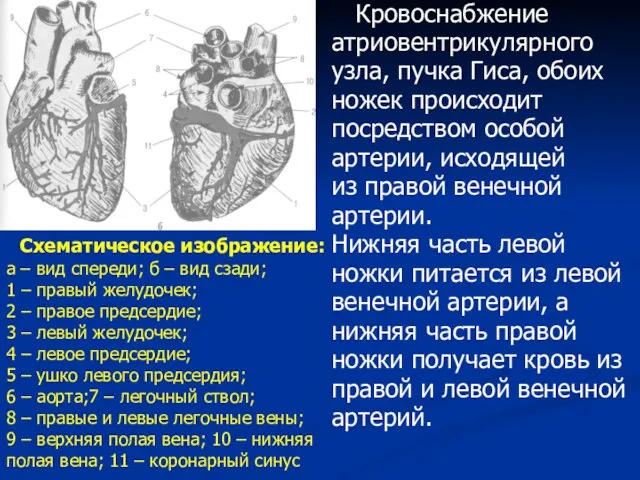 Кровоснабжение атриовентрикулярного узла, пучка Гиса, обоих ножек происходит посредством особой артерии, исходящей