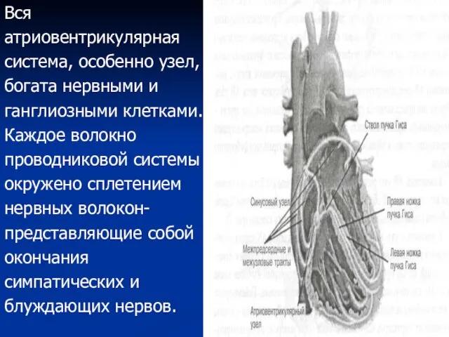 Вся атриовентрикулярная система, особенно узел, богата нервными и ганглиозными клетками. Каждое волокно