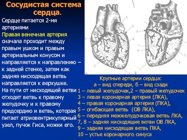 Сосудистая система сердца. Сердце питается 2-мя артериями Правая венечная артерия сначала проходит