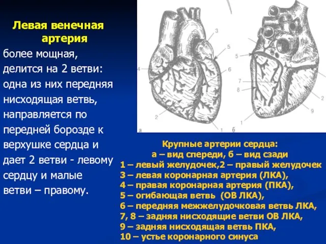 Левая венечная артерия более мощная, делится на 2 ветви: одна из них