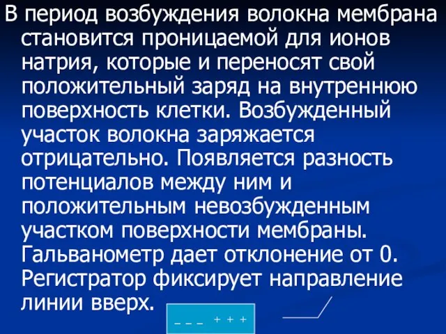 В период возбуждения волокна мембрана становится проницаемой для ионов натрия, которые и