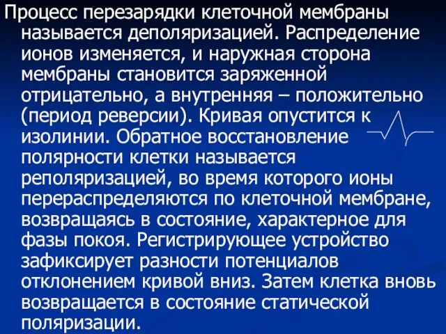 Процесс перезарядки клеточной мембраны называется деполяризацией. Распределение ионов изменяется, и наружная сторона