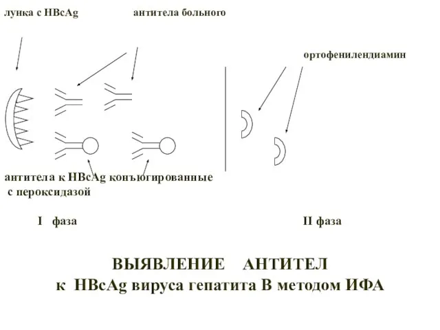 ВЫЯВЛЕНИЕ АНТИТЕЛ к HBcAg вируса гепатита В методом ИФА лунка с HBcAg