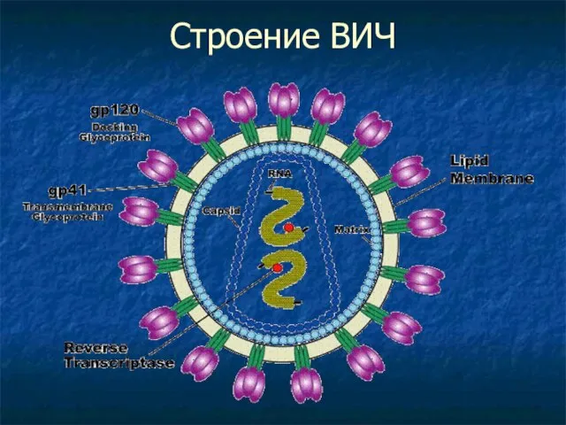 Строение ВИЧ