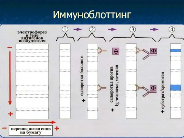 Иммуноблоттинг