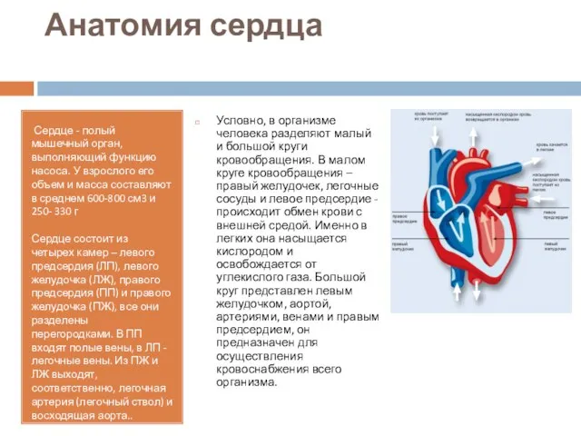 Анатомия сердца Сердце - полый мышечный орган, выполняющий функцию насоса. У взрослого