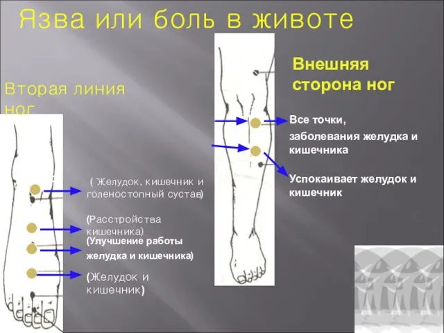 ( Желудок, кишечник и голеностопный сустав) (Расстройства кишечника) (Улучшение работы желудка и