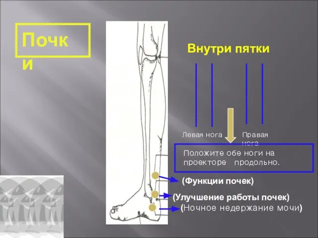 Почки Внутри пятки (Функции почек) (Улучшение работы почек) (Ночное недержание мочи) Положите