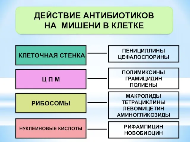 ДЕЙСТВИЕ АНТИБИОТИКОВ НА МИШЕНИ В КЛЕТКЕ КЛЕТОЧНАЯ СТЕНКА Ц П М РИБОСОМЫ