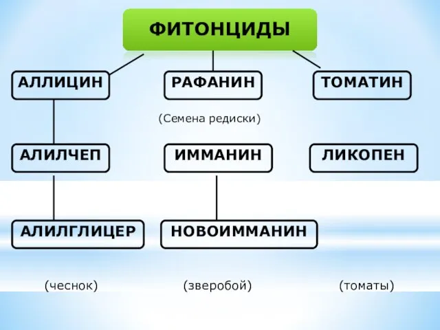 ФИТОНЦИДЫ (Семена редиски) (чеснок) (зверобой) (томаты)