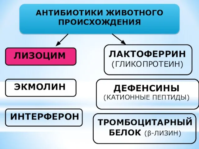 АНТИБИОТИКИ ЖИВОТНОГО ПРОИСХОЖДЕНИЯ ЛАКТОФЕРРИН (ГЛИКОПРОТЕИН) ДЕФЕНСИНЫ (КАТИОННЫЕ ПЕПТИДЫ) ТРОМБОЦИТАРНЫЙ БЕЛОК (β-ЛИЗИН)