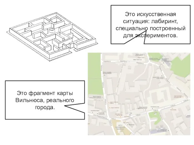 Это искусственная ситуация: лабиринт, специально построенный для экспериментов. Это фрагмент карты Вильнюса, реального города.