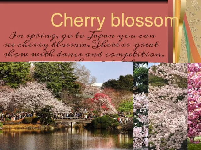Cherry blossom In spring, go to Japan you can see cherry blossom.