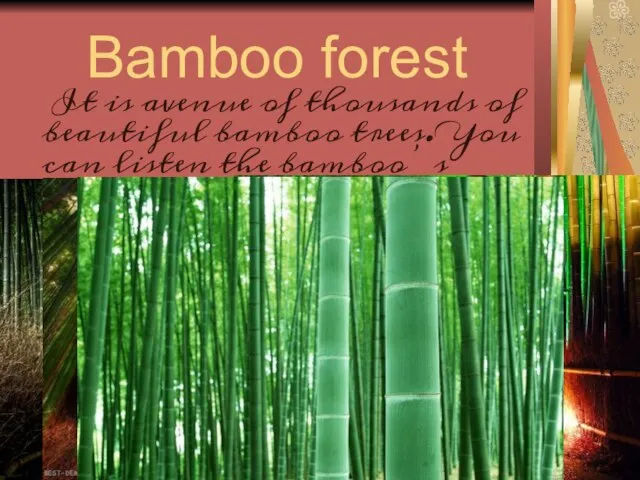 Bamboo forest It is avenue of thousands of beautiful bamboo trees. You