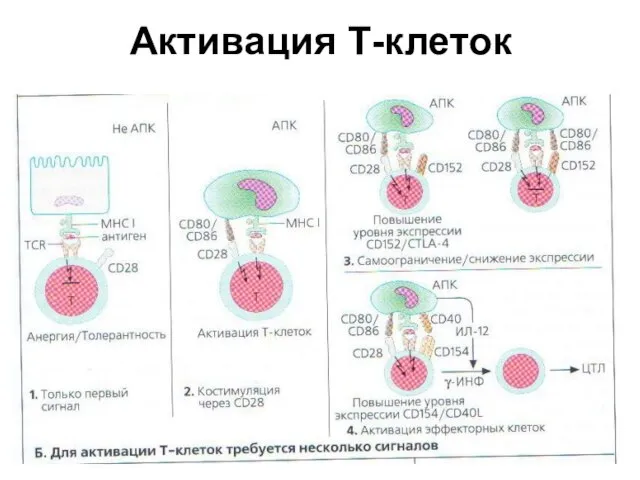 Активация Т-клеток