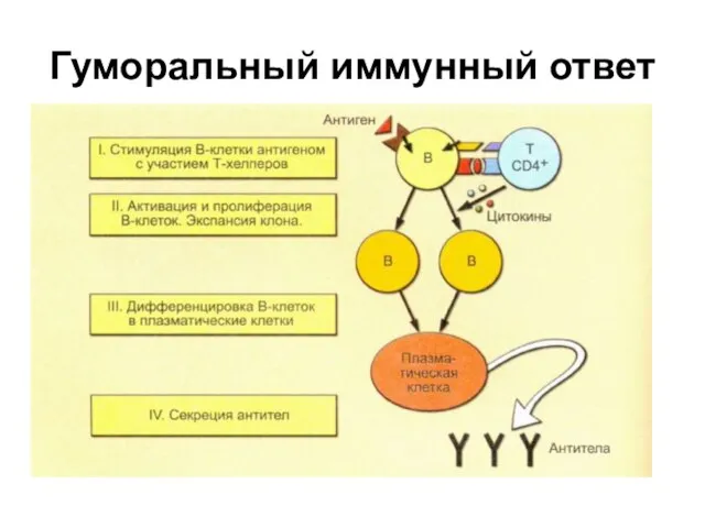 Гуморальный иммунный ответ