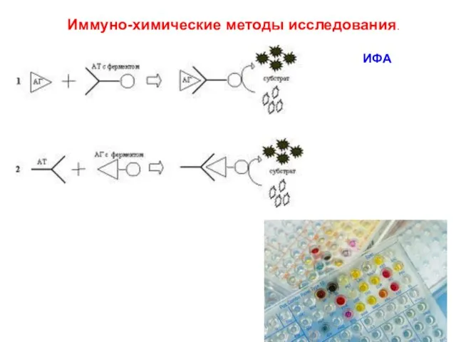 Иммуно-химические методы исследования. ИФА