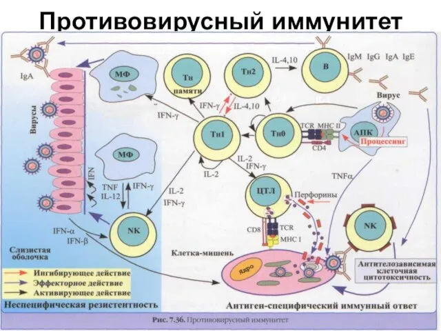 Противовирусный иммунитет