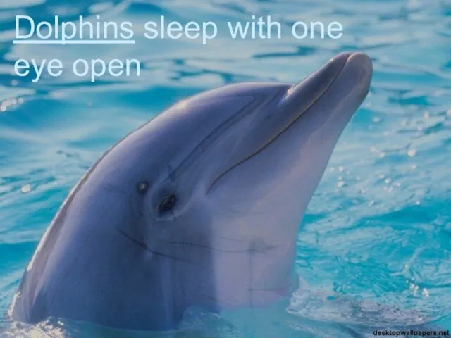 Dolphins sleep with one eye open