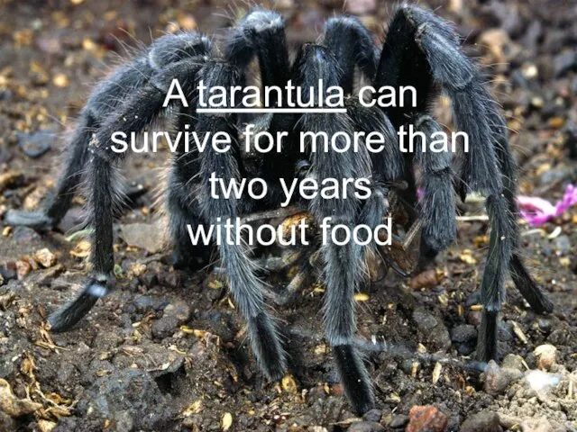 A tarantula can survive for more than two years without food