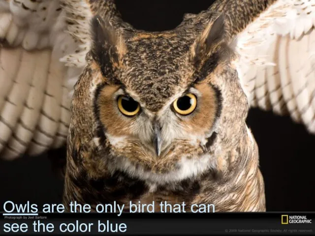 Owls are the only bird that can see the color blue