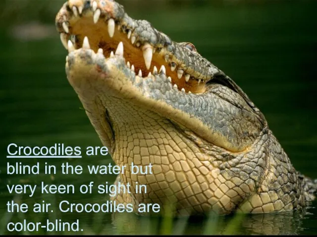 Crocodiles are blind in the water but very keen of sight in