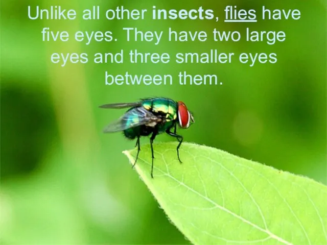Unlike all other insects, flies have five eyes. They have two large
